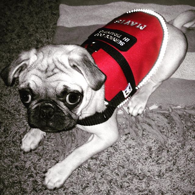 13116718_761348650660704_1052108155_n