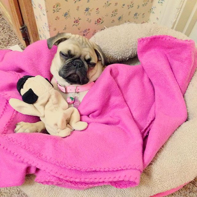 13092402_164667847264219_210061480_n