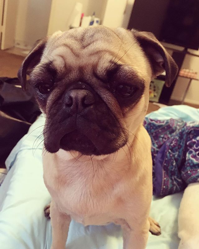 17438845_234774993657444_8457439124410859520_n