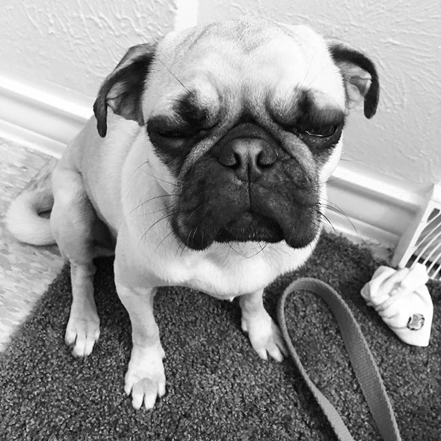 17494261_1716488998660034_4128410225197711360_n